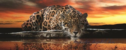 Jaguár poszter, fotótapéta 126VEP /250x104 cm/