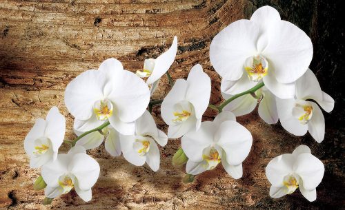 Orchidea poszter, fotótapéta Vlies (152,5 x 104 cm)