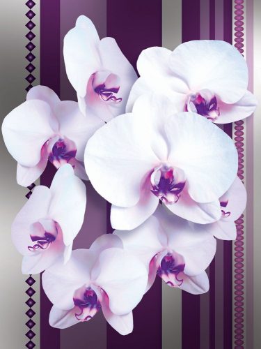 Orchidea poszter, fotótapéta, Vlies  (184x254 cm, álló)