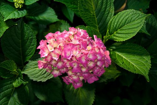 Hortenzia poszter, fotótapéta, Vlies (104 x 70,5 cm)