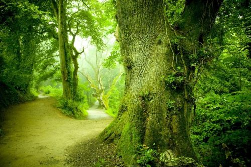 Magic forest poszter, fotótapéta Vlies (208 x 146 cm)