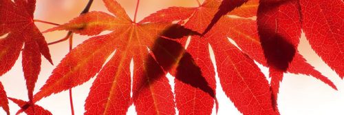 RED LEAVES öntapadós konyhai poszter, 180x60 cm