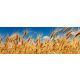 WHEAT FIELD öntapadós konyhai poszter, 180x60 cm