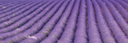 LAVENDER FIELD öntapadós konyhai poszter, 180x60 cm