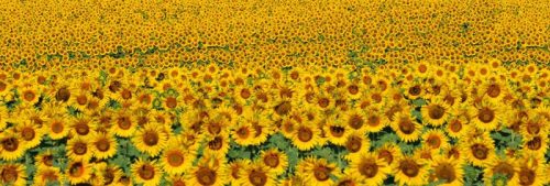 SUNFLOWERS öntapadós konyhai poszter, 180x60 cm