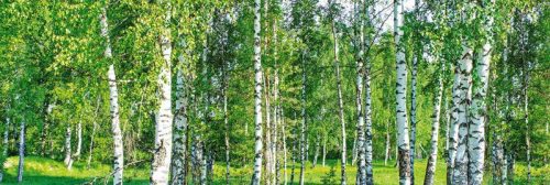 BIRCH GROW öntapadós konyhai poszter, 180x60 cm