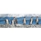 ROW OF PENGUINS öntapadós konyhai poszter, 180x60 cm