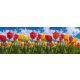 SPRING TULIP FIELD öntapadós konyhai poszter, 180x60 cm