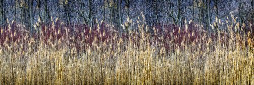 WINTER REEDS öntapadós konyhai poszter, 180x60 cm