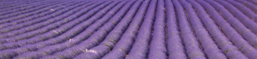 LAVENDER FIELD öntapadós konyhai poszter, 260x60 cm