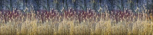 WINTER REEDS öntapadós konyhai poszter, 260x60 cm