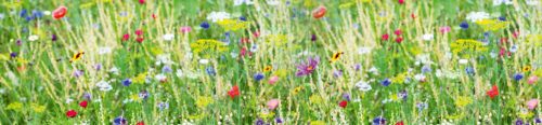 MEADOW WITH FLOWERS öntapadós konyhai poszter, 260x60 cm